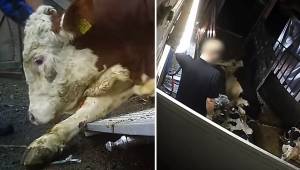 Szokujące nagranie z ukrytej kamery umieszczonej w rzeźni: krowy są bite na śmie